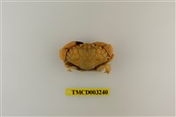 藏品(肉球皺蟹)的圖片